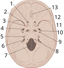 Skull interior anatomy