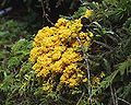 For most of the times, the slime mold exists as thousands of single-celled organisms, but under certain conditions they group together forming a single entity.