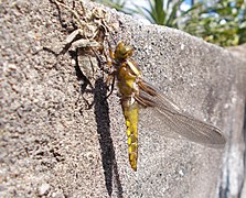 Métamorphose de libellule sortant de son exuvie.