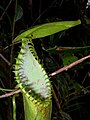 Nepenthes hamata