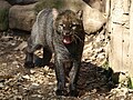 Jaguarundi (ZOO Děčín)