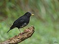 Japanese thrush