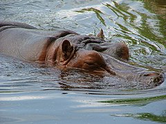 Hippopotamus.