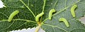 1st instar caterpillars reared on American Sweetgum.