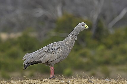 Cereopsis novaehollandiae