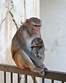 Mother Rhesus macaque with her baby in Galtaji, Jaipur, Rajasthan