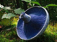 Lactarius indigo gills