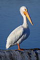 Pelecanus erythrorhynchos