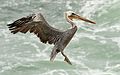 Pelecanus occidentalis californicus