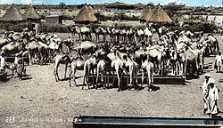 Camels in El-Obeid (early 1960s)