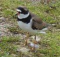 Semipalmated plover