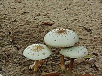 Chlorophyllum molybdites