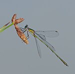 Chalcolestes viridis – Männchen