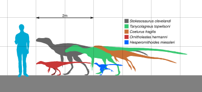 Morrison Coelurosaurs Scale.svg