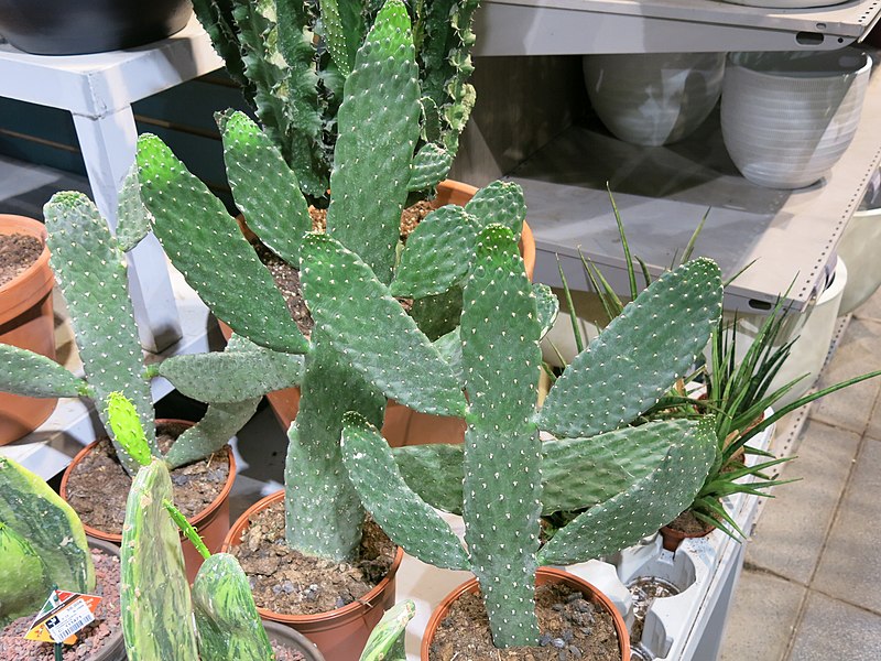 File:Opuntia consolea.jpg