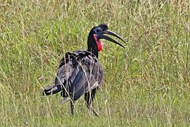 Bucorvus abyssinicus (Bucorvidae)