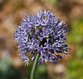 Allium caeruleum