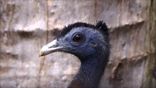 Ménagerie du jardin des plantes Paris/France (tête mâle)