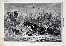 Chasse à la Panthère de Barbarie en Algérie (1868-69).jpg