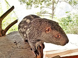 Pakarana (Dinomys branickii)