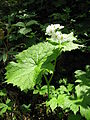 Diphylleia grayi