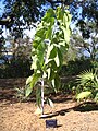 Elephant Ear Wattle