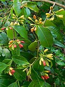 Folhagem e frutos de uma Erythroxylaceae.