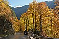 English: Autumnal European beeches on the Loiblpass Road next to the Sapotnica Deutsch: Herbstliche Rotbuchen an der Loiblpass Straße nahe der Sapotnica