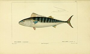 Histoire naturelle des poissons (10438666344).jpg