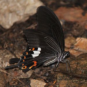 아종 Papilio helenus nicconicolens. 일본 아이치현