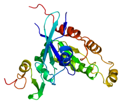 Serin/Threonin-Protein Kinase PAK1