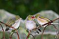 Adult feeding juveniles