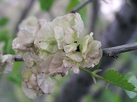 Sámaras de olmo siberiano