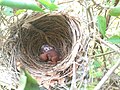 Nid de bulbul goiavier avec un œuf et un oisillon nouveau-né