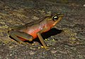 Image 2 Atelopus limosus Photograph: Brian Gratwicke A female limosa harlequin frog (Atelopus limosus) in Panama. This endangered species of toad in the family Bufonidae inhabits stream banks in tropical moist lowland forests and rivers of the Chagres watershed. It is found in two colour forms, one in lowlands and one in uplands. More selected pictures