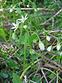 Allium pendulinum