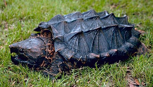 Macrochelys temminckii