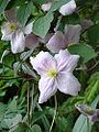 Clematis Montana Group