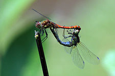 mating (female blue abdomen and blue pterostigma)