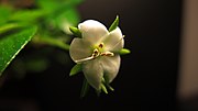 Thumbnail for File:Fukien Tea Tree (Carmona) - flower I.jpg