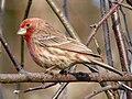 House finch