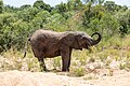 Kruger National Park (ZA), Elefant -- 2024 -- 0649