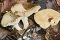 !!Lactarius pallidus!!