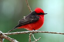 Scarlet Flycatcher (Pyrocephalus rubinus) male, Pantanal, Brazil 2.jpg