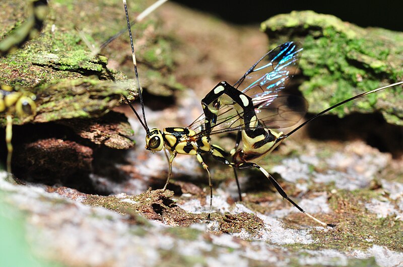 File:Oviposing wasp Epirhyssa sp. (9375353732).jpg