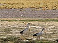 Pareja de piuquenes en la laguna Santa Rosa, Atacama, Chile