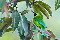 green bird with dark throats and yellow around face