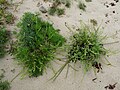 Strandpflanzen bei Locmariaquer