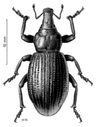 Lyperobius huttoni