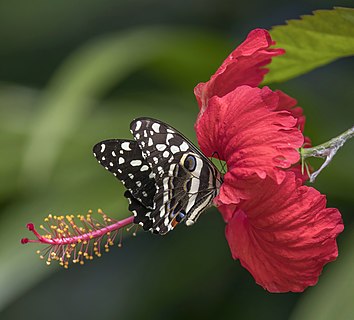 Two citrus swallowtails (Papilio demodocus) on hibiscus (Hibiscus rosa-sinensis)